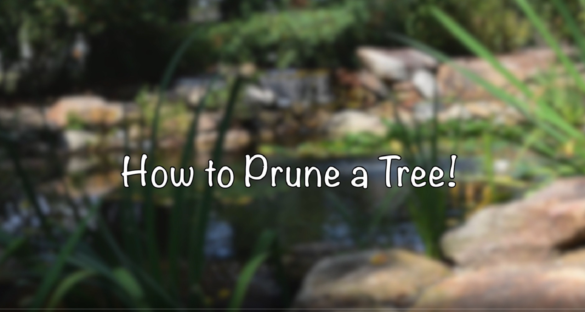 prune_a_tree